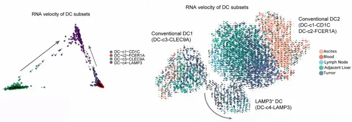 分化的细胞能不能再分化_单细胞生物可以分化吗_分化后的细胞能生长吗