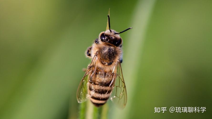 每天有多少种生物灭绝_每天物种灭绝的速度_所有灭绝生物都给我看一遍