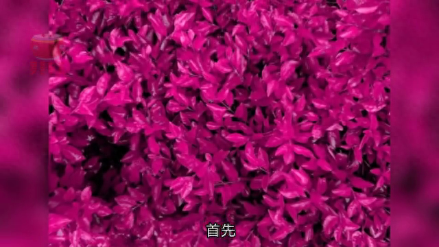 你认为最好的生活是什么？