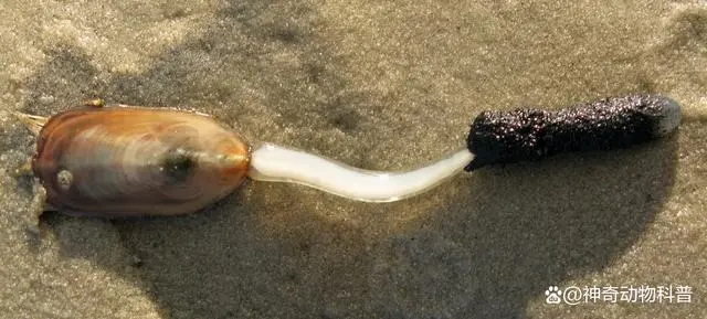 海洋生物种类和陆地生物种类_海洋生物种类有多少种_海洋生物多少种