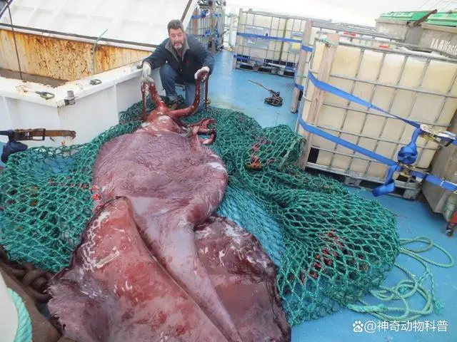 海洋生物种类和陆地生物种类_海洋生物多少种_海洋生物种类有多少种