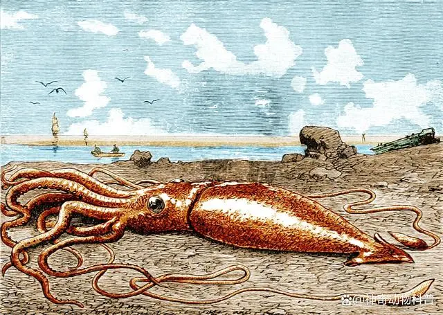 海洋生物种类有多少种_海洋生物多少种_海洋生物种类和陆地生物种类