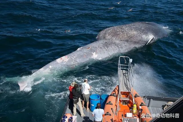 海洋生物多少种_海洋生物种类和陆地生物种类_海洋生物种类有多少种