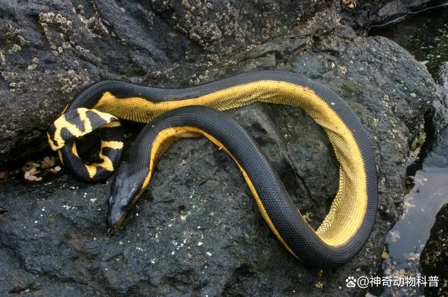 海洋生物种类有多少种_海洋生物多少种_海洋生物种类和陆地生物种类