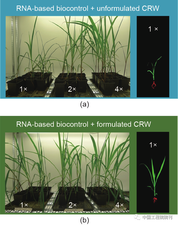 生物防治病害的例子_生物防治的例子_生物的防治