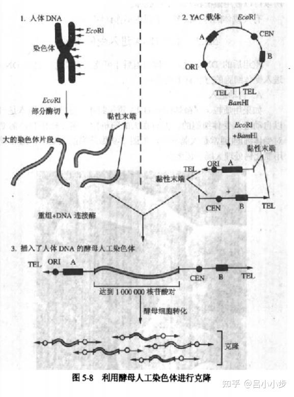 生物工程概述