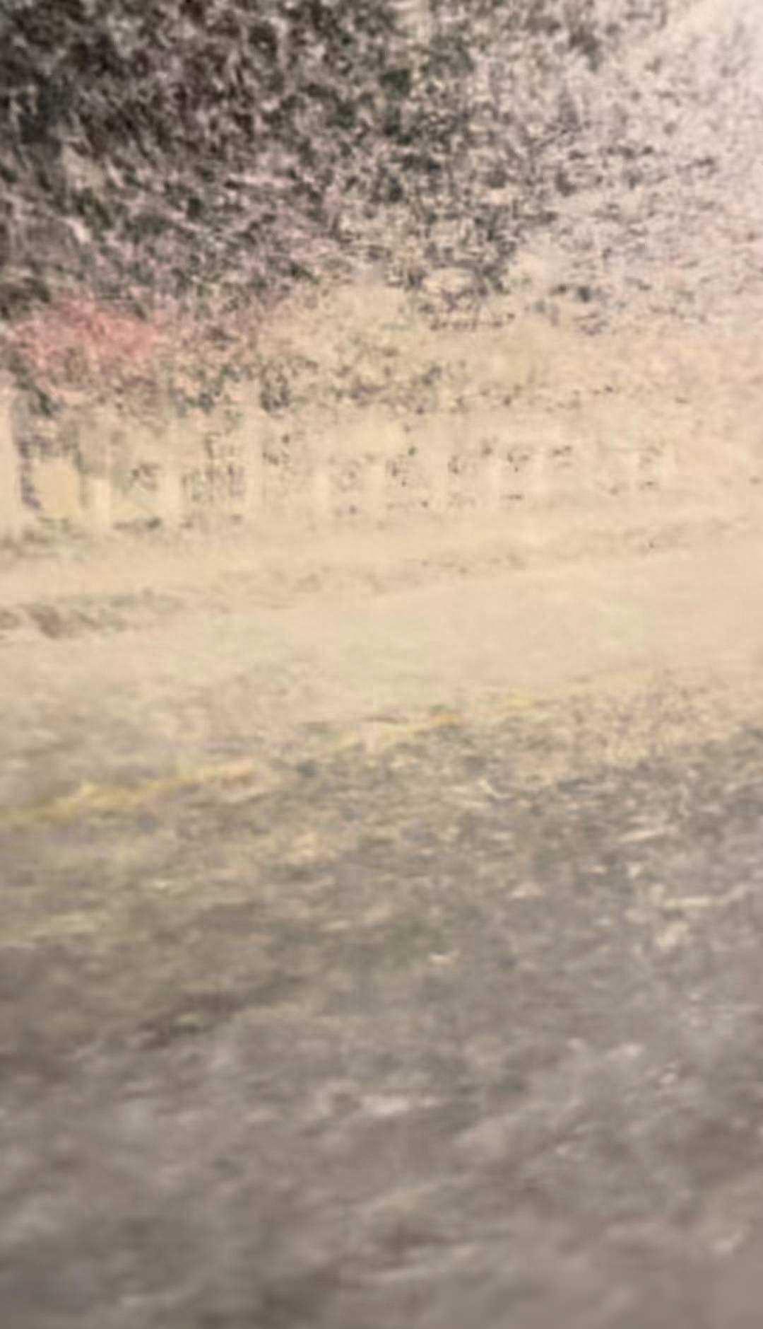西双版纳热带植物园回应蜉蝣大爆发：处于繁殖期，蜉蝣生命短暂