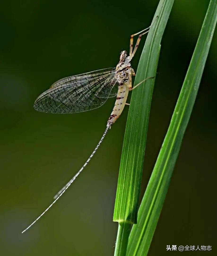 生命最短暂的生物是什么_短暂生物生命是指什么_生命短暂的生物