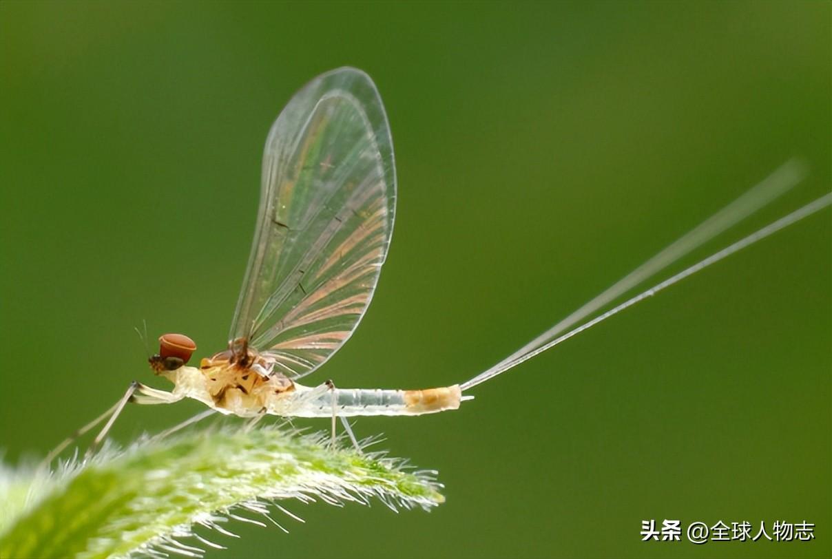 生命短暂的生物_生命最短暂的生物是什么_短暂生物生命是指什么