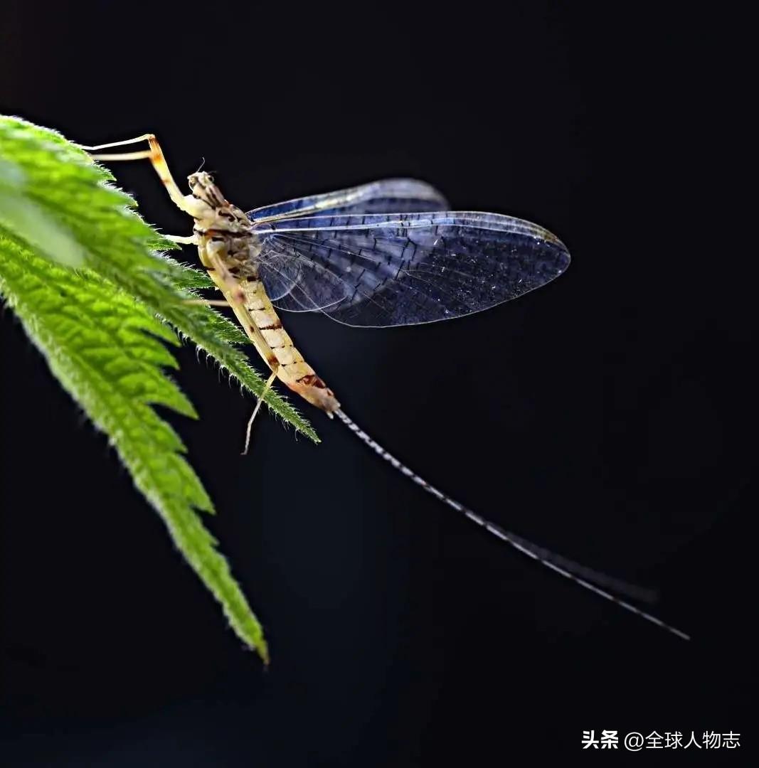 生命短暂的生物_短暂生物生命是指什么_生命最短暂的生物是什么