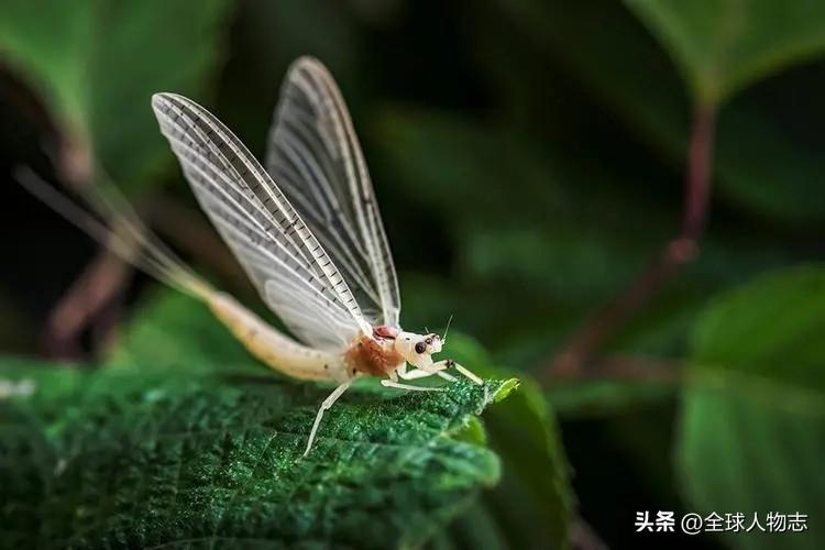 短暂生物生命是指什么_生命最短暂的生物是什么_生命短暂的生物