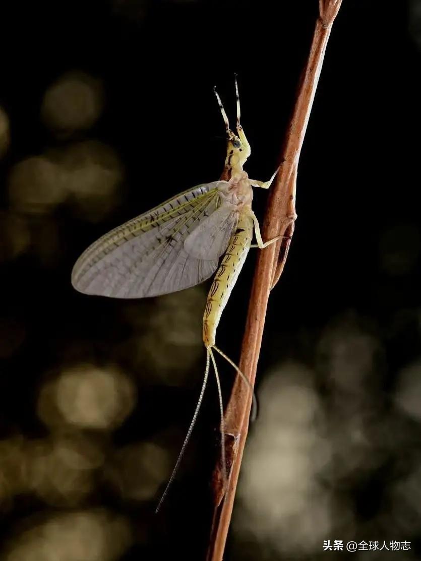 生命短暂的生物_生命最短暂的生物是什么_短暂生物生命是指什么