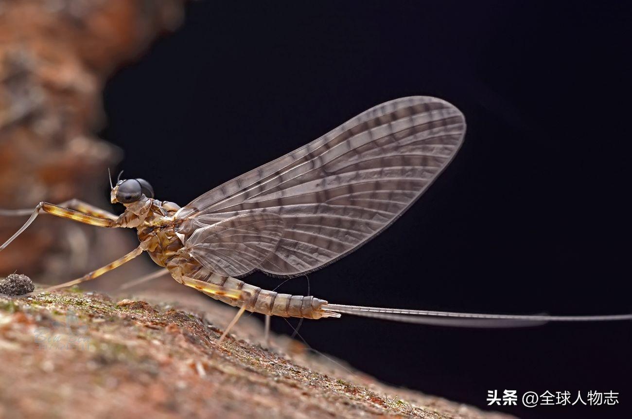 短暂生物生命是指什么_生命短暂的生物_生命最短暂的生物是什么