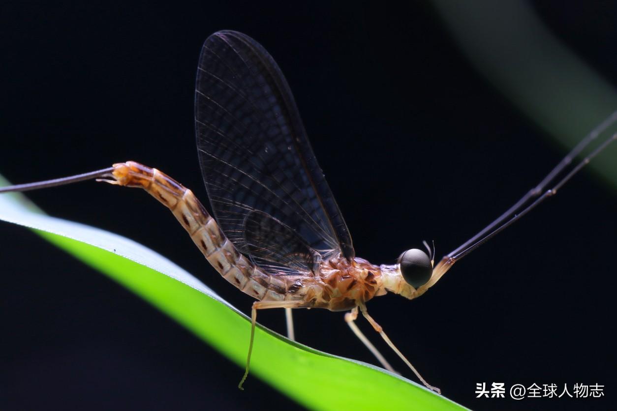 生命最短暂的生物是什么_生命短暂的生物_短暂生物生命是指什么