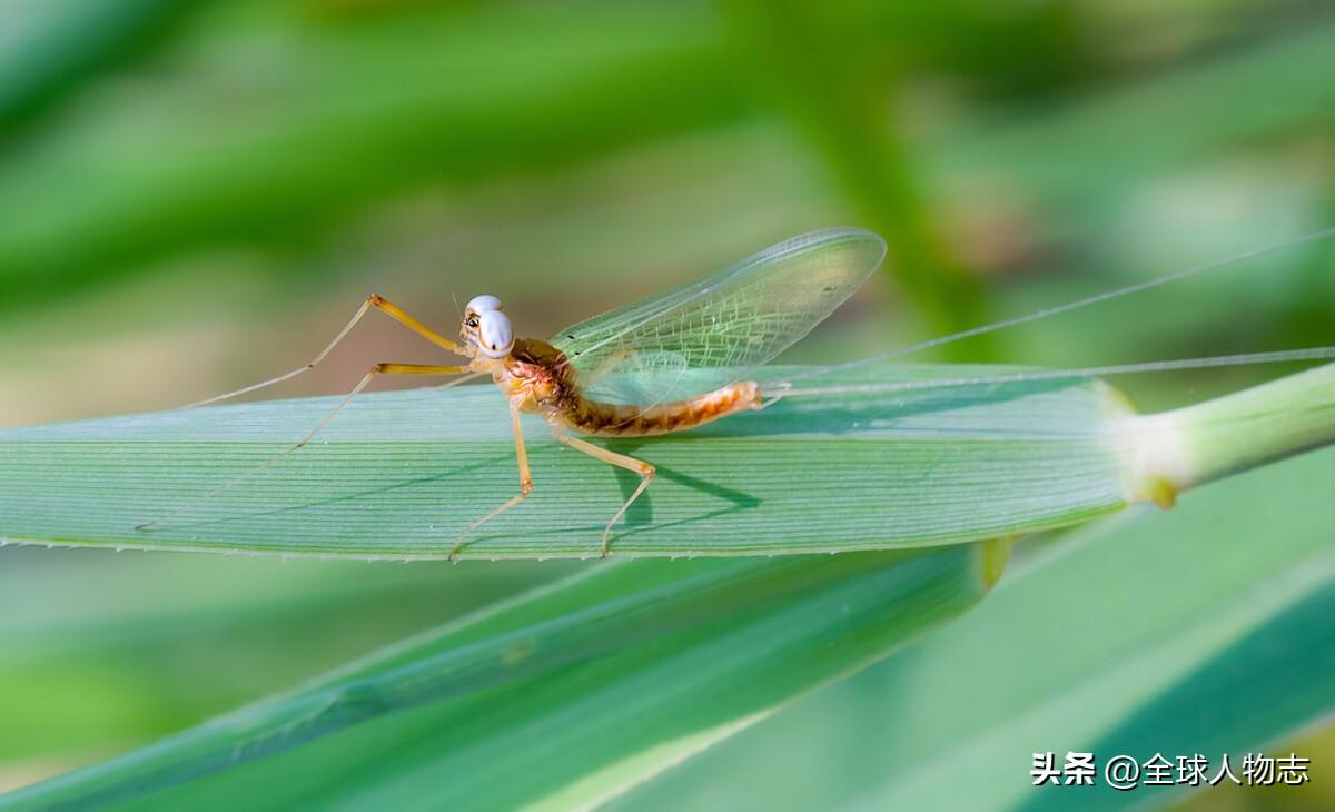 生命最短暂的生物是什么_短暂生物生命是指什么_生命短暂的生物