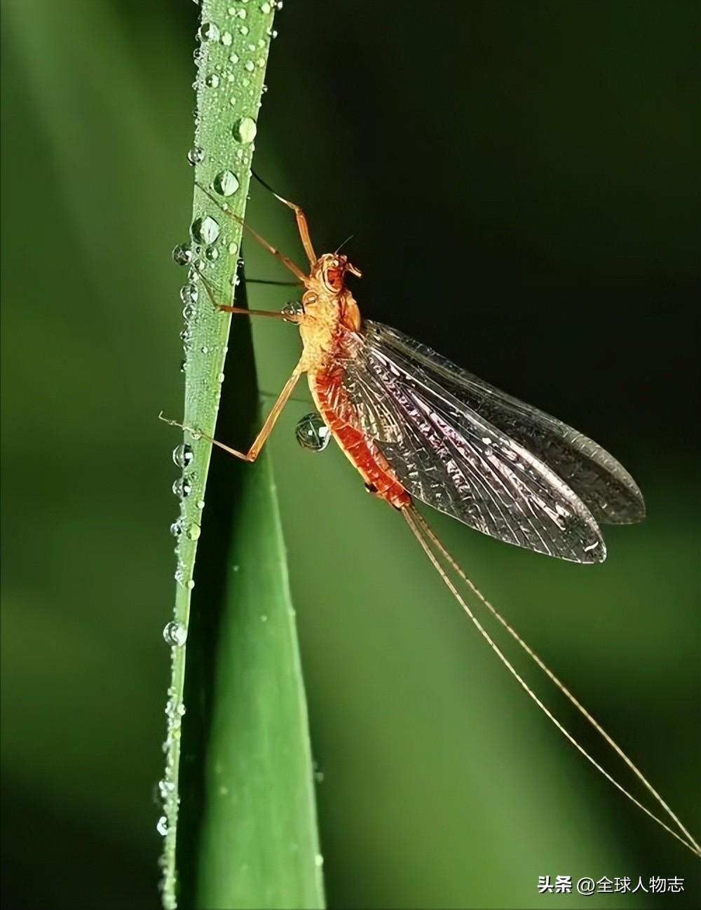 短暂生物生命是指什么_生命最短暂的生物是什么_生命短暂的生物