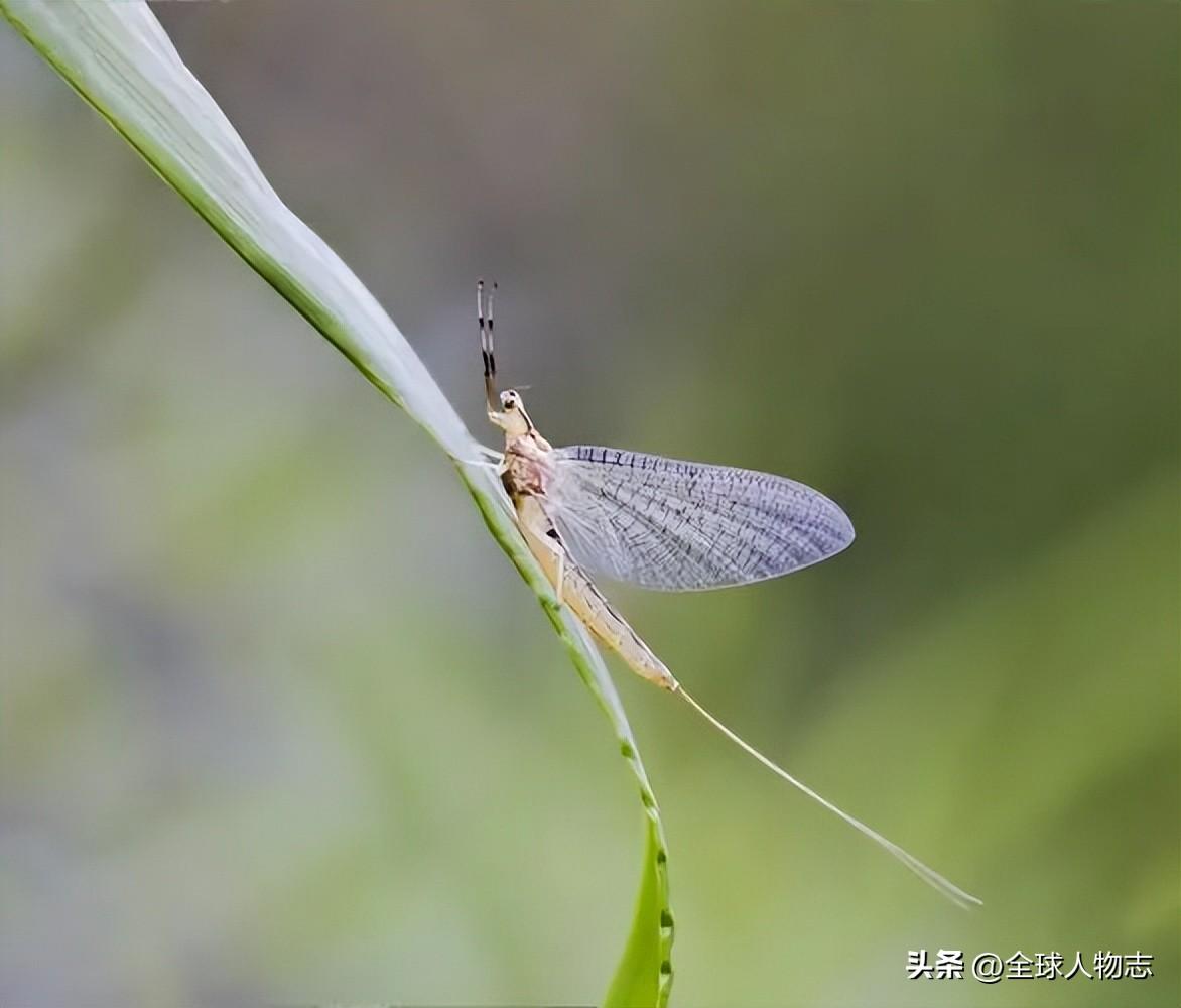 短暂生物生命是指什么_生命短暂的生物_生命最短暂的生物是什么