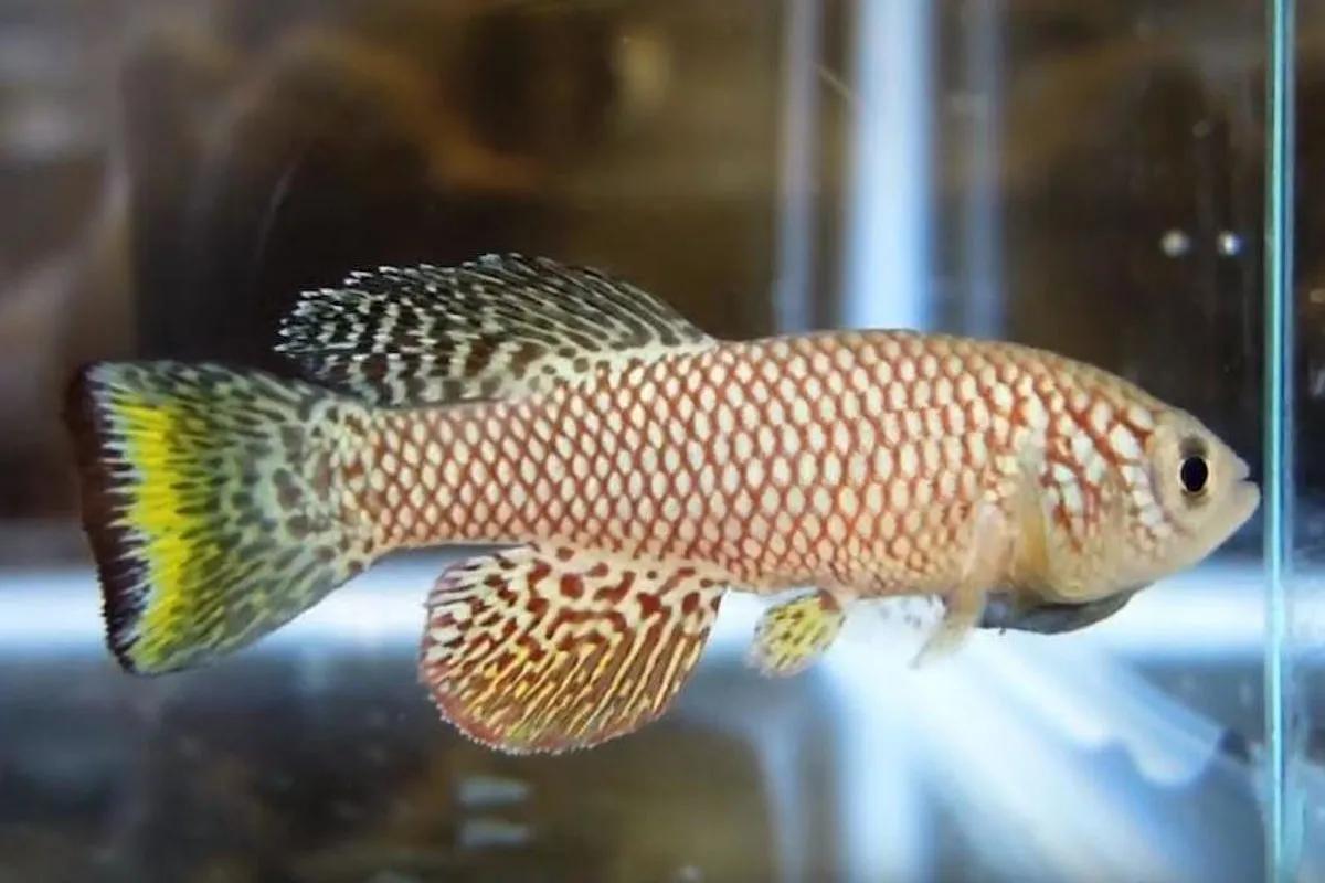 生命最短暂的生物是什么_短暂生物生命是什么意思_短暂生物生命是指什么