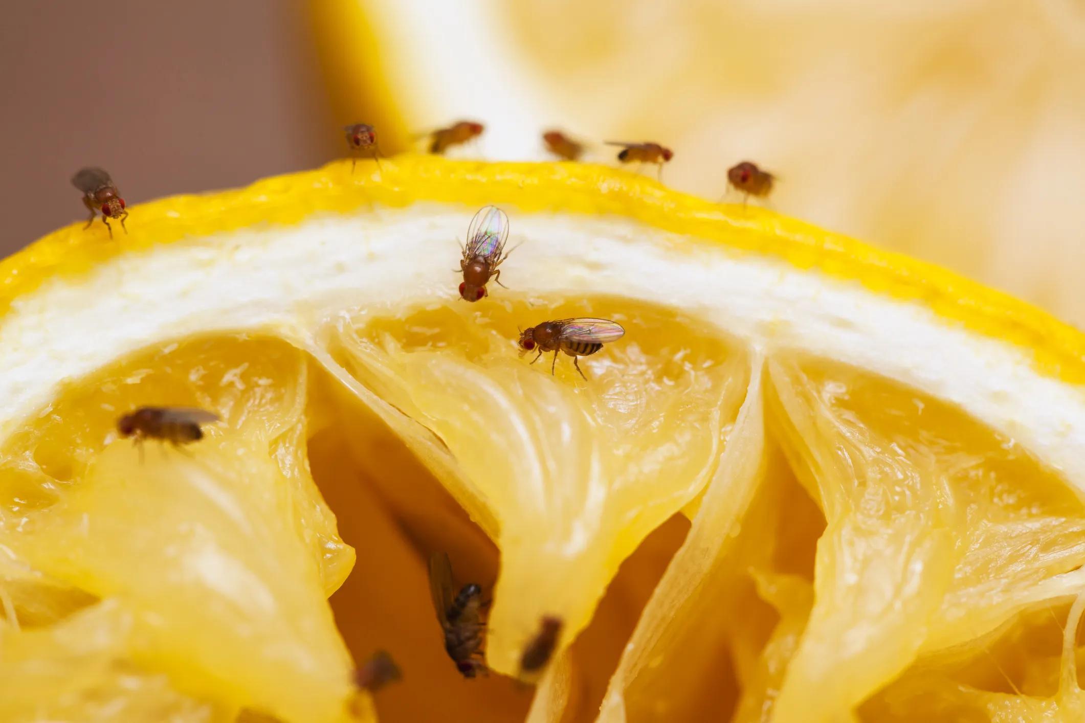 短暂生物生命是指什么_短暂生物生命是什么意思_生命最短暂的生物是什么