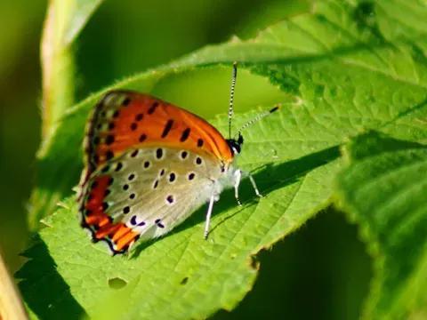 生命最短暂的生物是什么_短暂生物生命是什么意思_短暂生物生命是指什么
