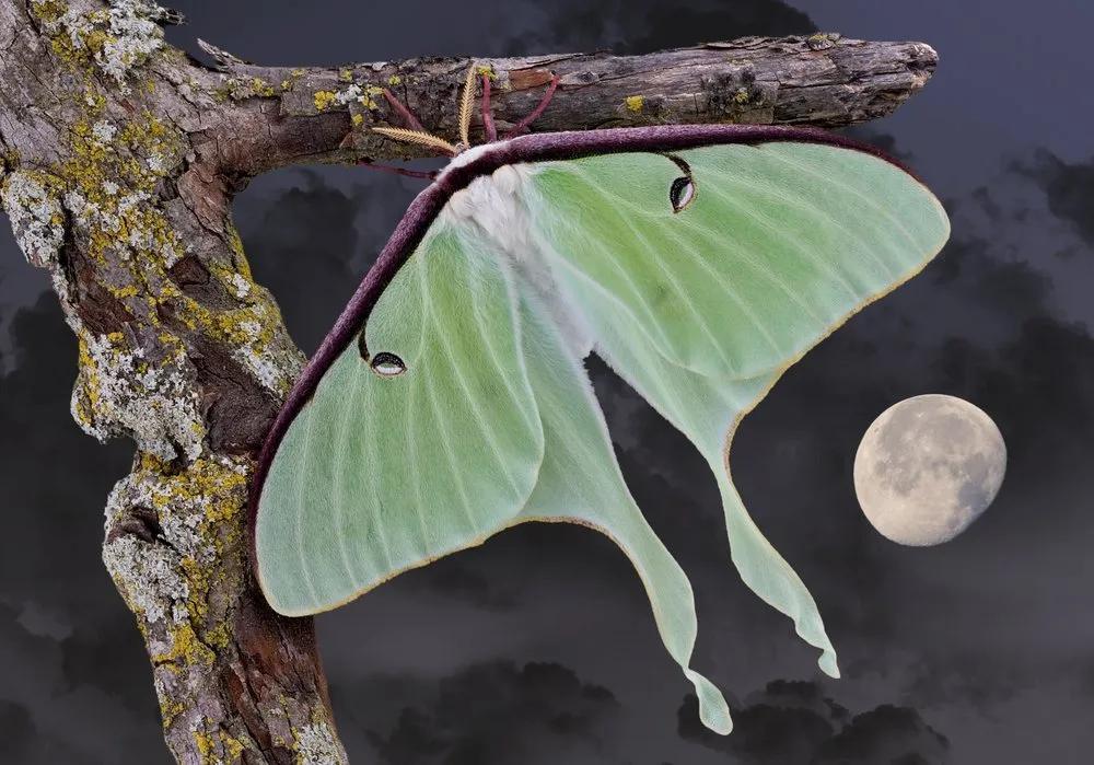生命最短暂的生物是什么_短暂生物生命是指什么_短暂生物生命是什么意思