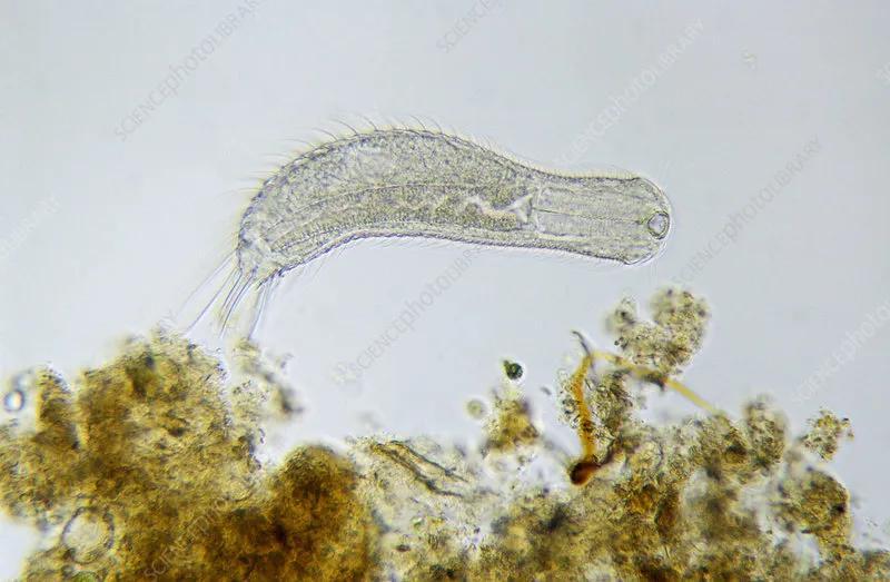 短暂生物生命是指什么_生命最短暂的生物是什么_短暂生物生命是什么意思