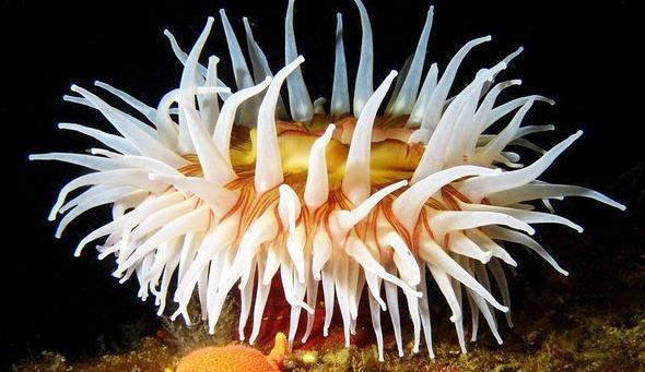 单细胞生物可以通过细胞分裂的方式直接进行_单细胞生物可以通过细胞分裂的方式直接进行_单细胞生物可以通过细胞分裂的方式直接进行