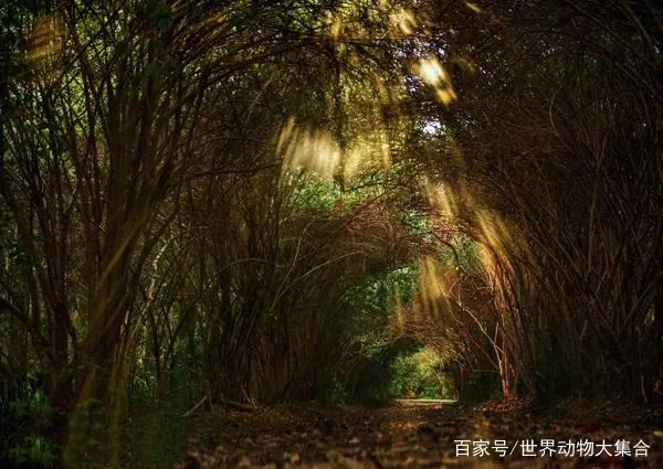 南方山区里的野生动物有哪些？这几种你见过吗？