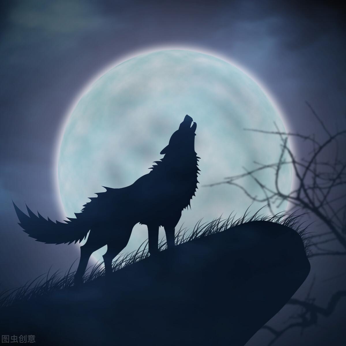 甲骨文探秘：犬并非狼驯化来，甲骨文显示猫和狼不是中国本土物种