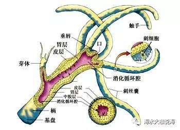 大咖说海，海缸生物学“珊瑚的生理结构”