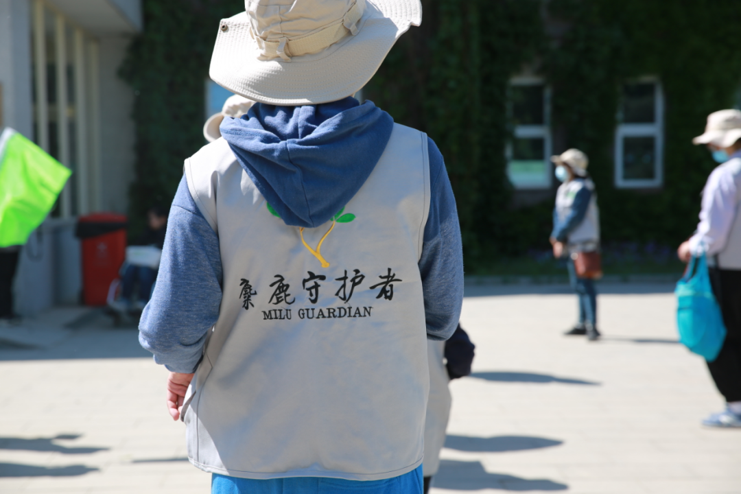 关于麋鹿的知识_麋鹿知识科普_麋鹿相关知识