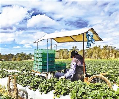 赴澳“打工度假”遭遇劳务陷阱：收入不足最低工资