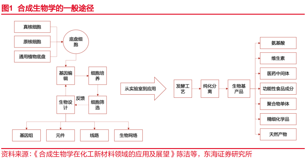 合成生物学