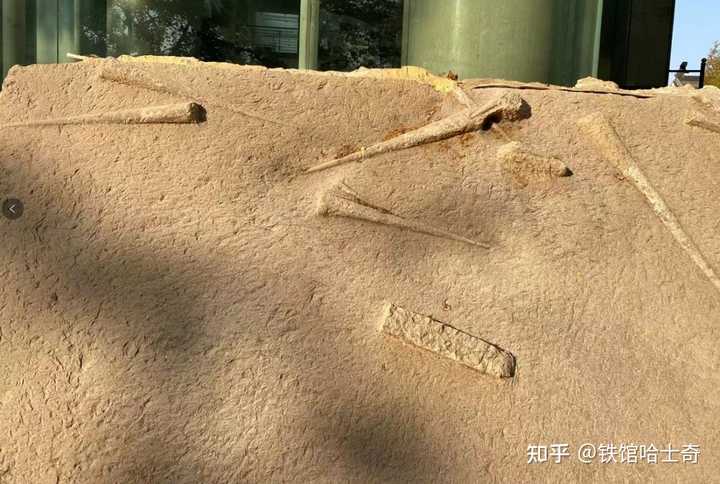 奥陶纪有哪些主要的生物相_奥陶纪生物有哪些_奥陶纪典型生物化石