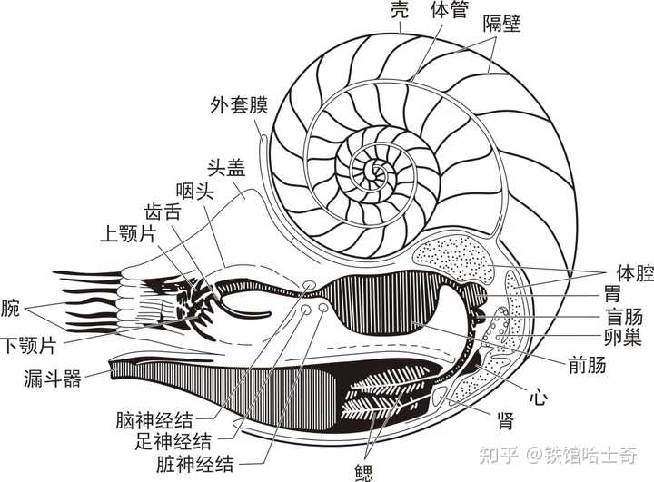 奥陶纪有哪些主要的生物相_奥陶纪生物有哪些_奥陶纪典型生物化石