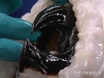 奥陶纪典型生物化石_奥陶纪生物有哪些_奥陶纪有哪些主要的生物相