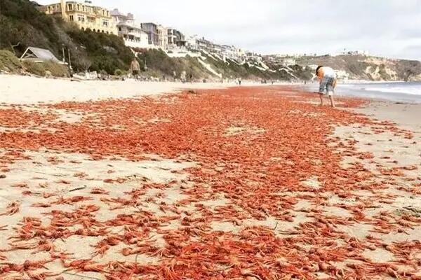 海洋和港湾生境里的生物入侵的形式不包括()。