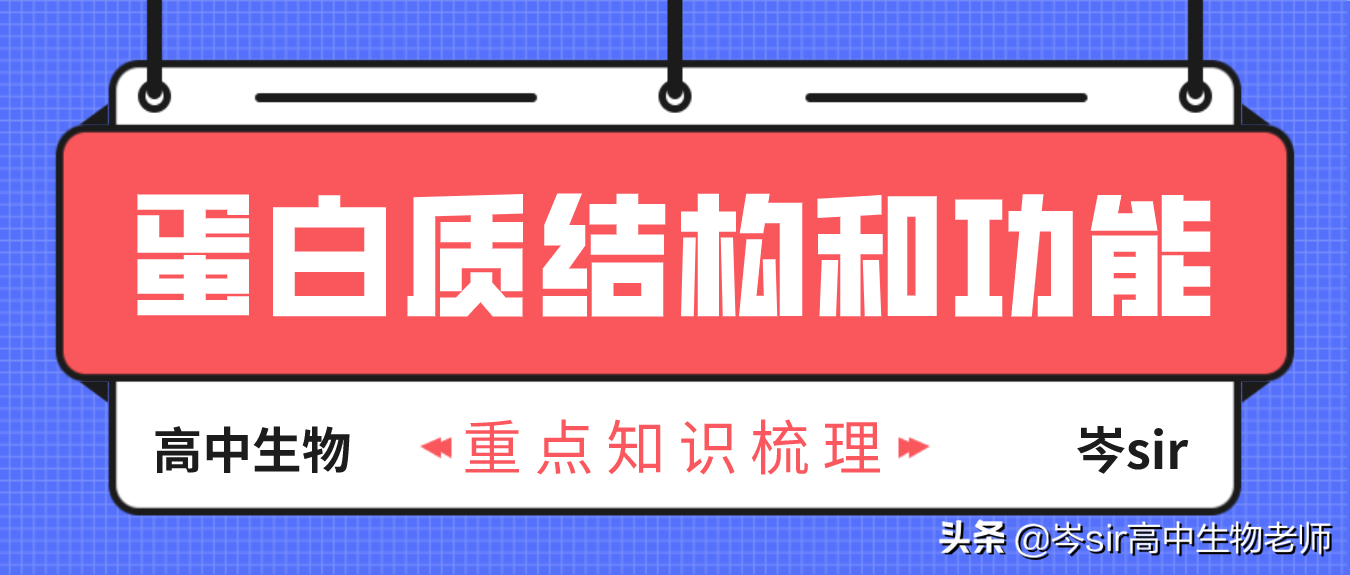 高中生物 重点知识梳理 蛋白质结构和功能