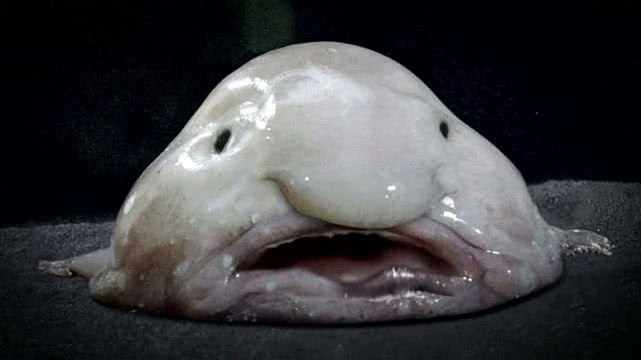 世界上最丑的4种生物，有密集恐惧症的人看后很无语