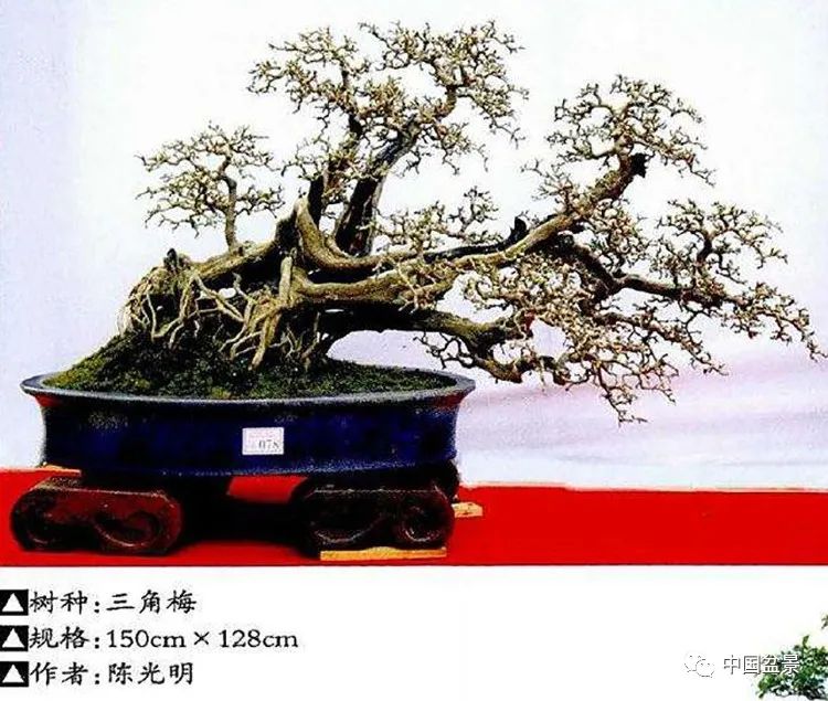 盆景审美，让生活变得有趣