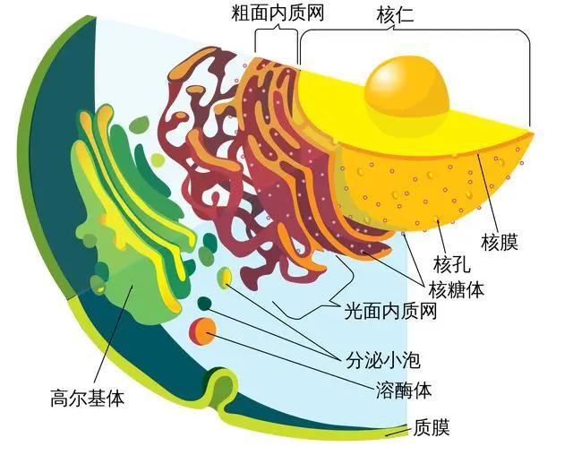 地球生物的起源与演化_地球生物演化史顺序图_地球最初的生物