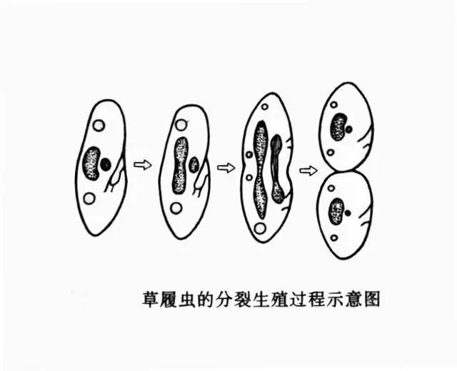 地球生物的起源与演化_地球生物演化史顺序图_地球最初的生物