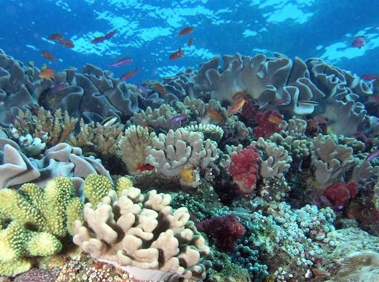 生物多样性公约作用_生物多样性公约中_生物多样性公约目的
