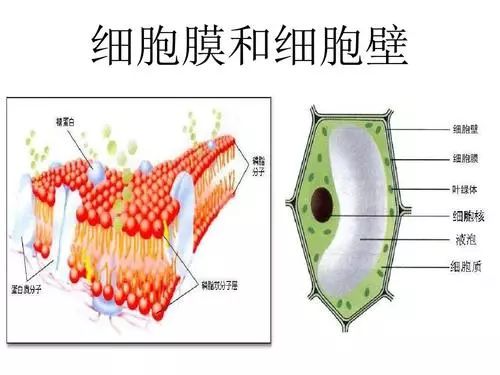 壁细胞存在的部位_壁细胞生物有细胞核吗_哪些生物有细胞壁