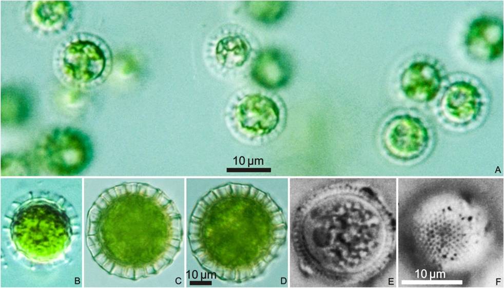 绿藻是原生生物吗_原生生物绿藻是什么植物_原绿藻的生殖方式