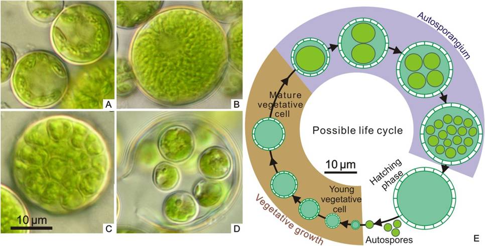 原绿藻的生殖方式_绿藻是原生生物吗_原生生物绿藻是什么植物