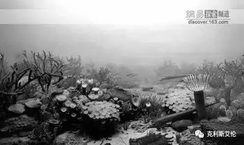 灭绝生物大小对比_灭绝的巨大生物_4次生物大灭绝