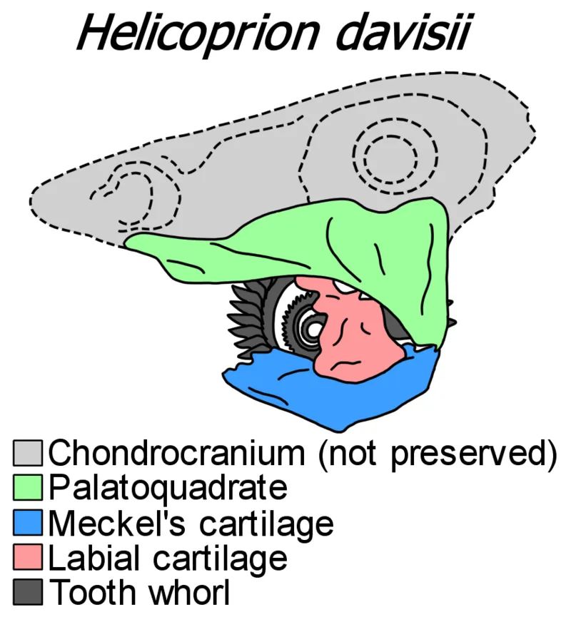 4次生物大灭绝_灭绝生物大小对比_灭绝的巨大生物