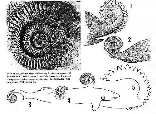 灭绝的巨大生物_4次生物大灭绝_灭绝生物大小对比