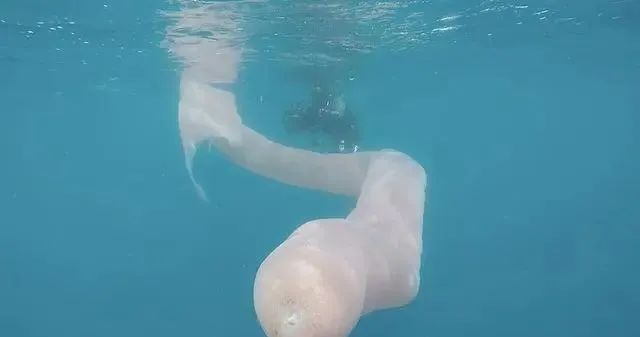 巨型海怪现身？新西兰海域出现神秘生物，身长8米形状变幻莫测